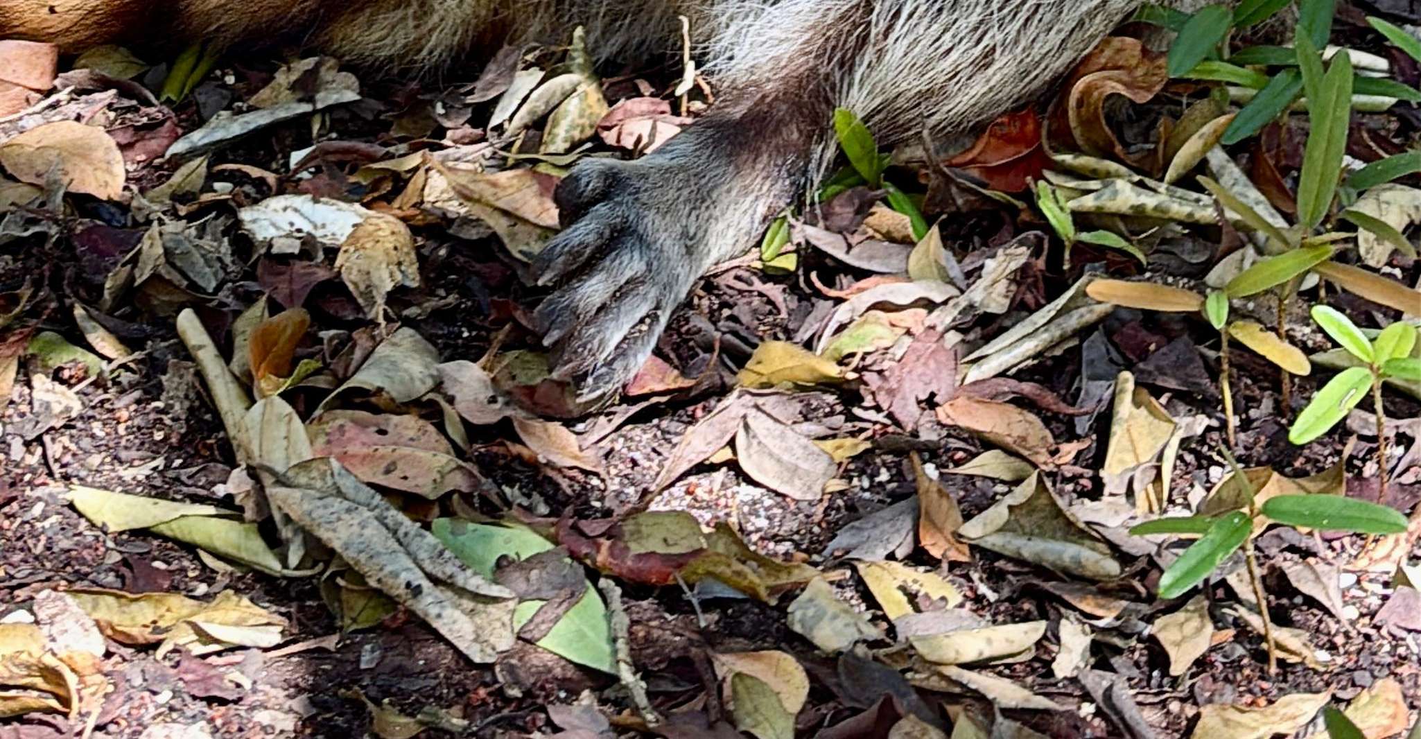 Raccoon Island Adventure: Wildlife, Island Walk & Floats photo 5