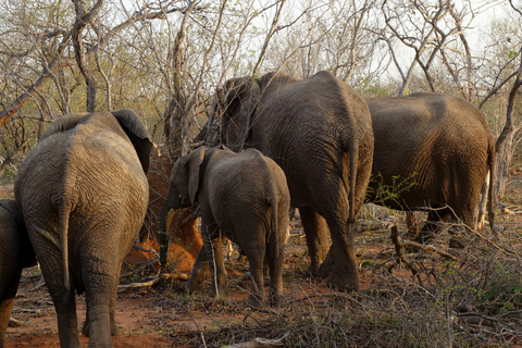 3-tägige Safari: Das Beste der Masai Mara in Kenia3-tägige Safari zu den Highlights der Masai Mara in Kenia