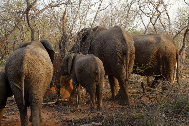 3-tägige Safari: Das Beste der Masai Mara in Kenia3-tägige Safari zu den Highlights der Masai Mara in Kenia