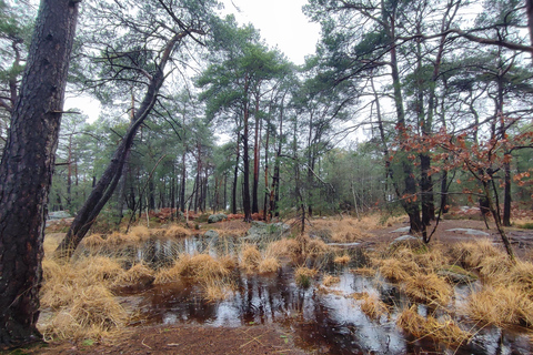 Hiking Adventure in the Fontainebleau Forest