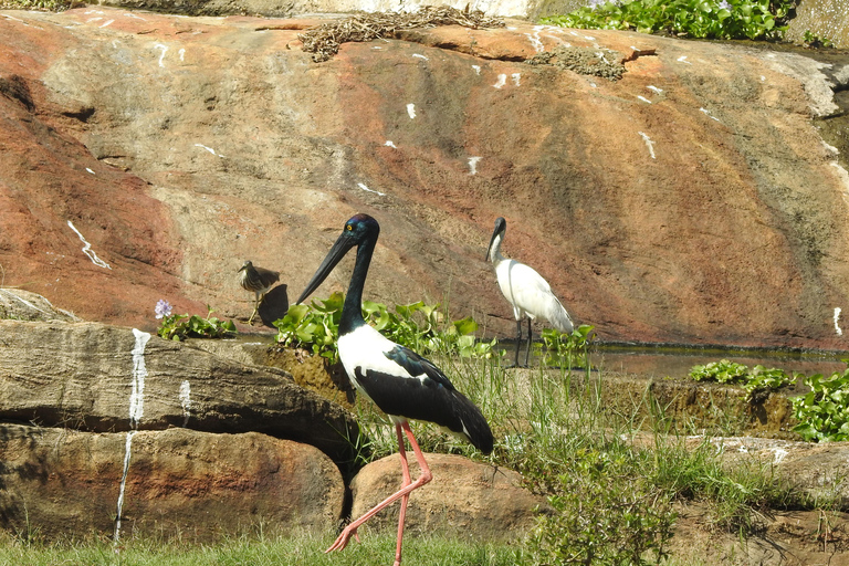 From Ella & Yala Safari and drop Waligama, Mirissa, Tangalle Yala Leopard and Elephants safari Full day