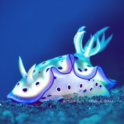 Tulamben Macro Critter Hunt Diving Experience