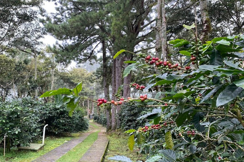 Boquete, Panama : visite interactive du café de spécialité