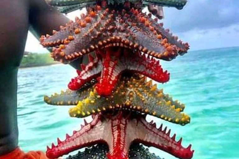 زنجبار: الغطس في البحيرة الزرقاء وجولة في أسماك النجوم