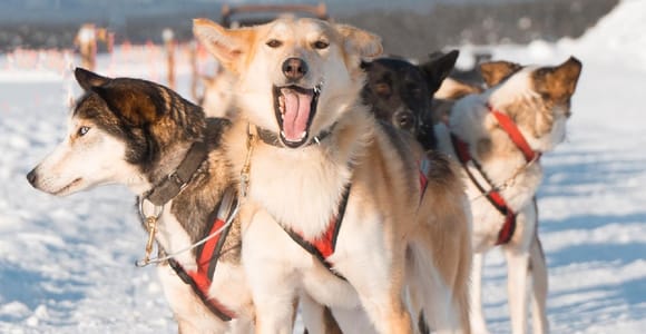 Kiruna: Dog sledding lunch ride as passenger