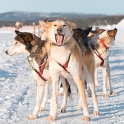 Kiruna : balade en traîneau à chiens avec déjeuner en tant que passager