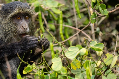 DAG VLIEGSAFARI: ZANZIBAR NAAR MIKUMI NATIONAAL PARK