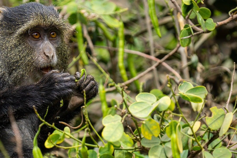 VOO SAFARI DE UM DIA: ZANZIBAR PARA O PARQUE NACIONAL MIKUMI