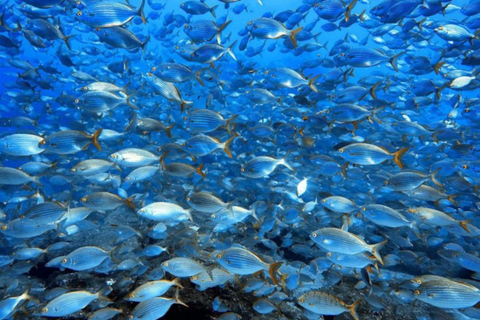 Madeira, Ponta São Lourenço: Scuba Diving for BeginnersScuba Diving Experience - Ponta de São Lourenço