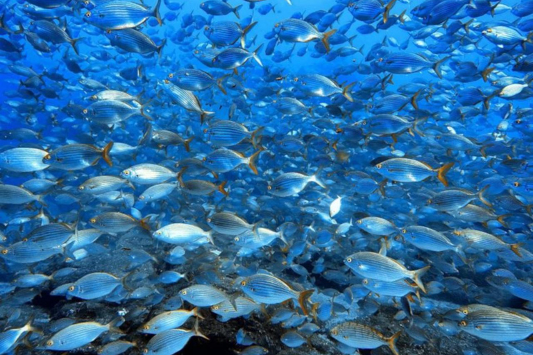 Madeira, Ponta São Lourenço: Buceo para principiantesExperiencia de buceo - Ponta de São Lourenço