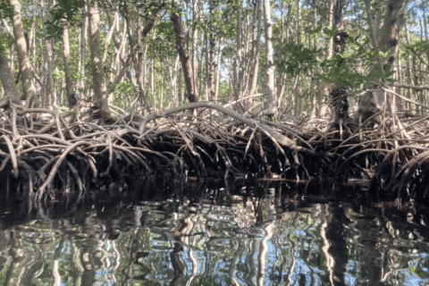 Mangrove Jungle exploration on SUP/Kayak