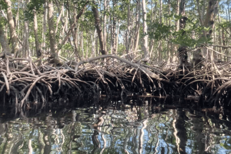 Mangrove Jungle exploration on SUP/Kayak