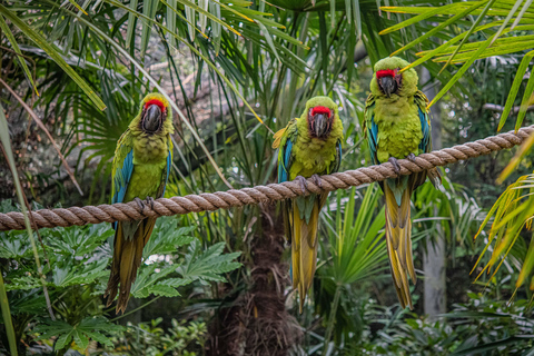 Chester: Bilet wstępu do zoo w Chester