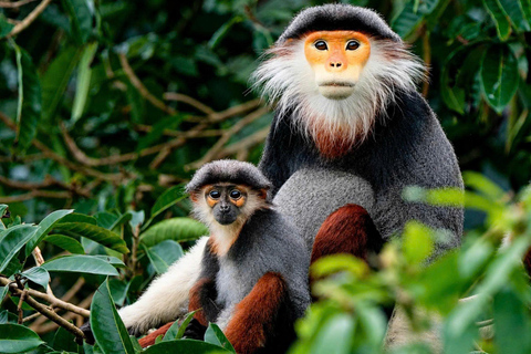 Son Tra Mountain Sunrise Monkey Watching Tour by Motorbike Son Tra Mountain Sunset Monkey Watching by Motorbike Tour