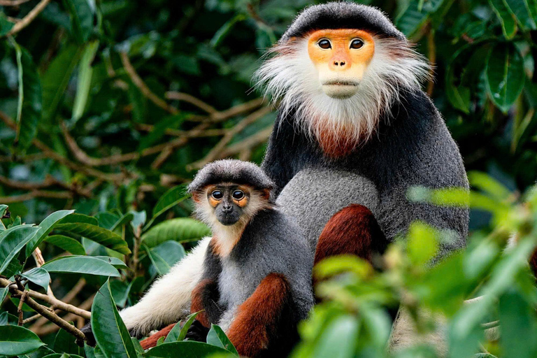 Son Tra Mountain Sunrise Monkey Watching Tour by Motorbike Son Tra Mountain Sunset Monkey Watching by Motorbike Tour