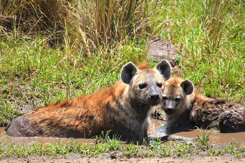 3 Day Refreshing Your Mind in Queen Elizabeth NP, Lake Mburo3 Days Refreshing Your Mind in Queen Elizabeth NP