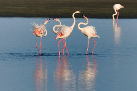 Small group Walvis Bay Lagoon tour with dunes & Swakopmund