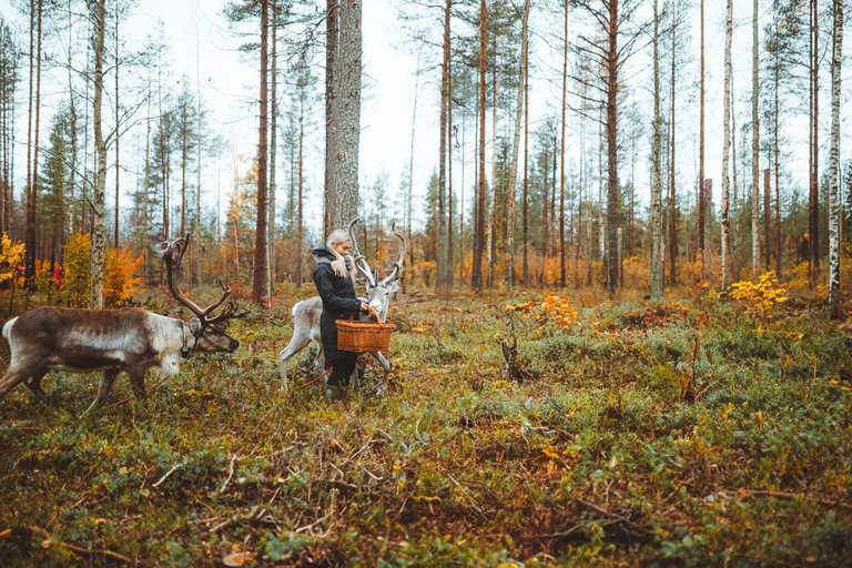 Rovaniemi: Caminhada com renas