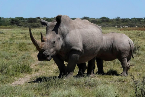 Afternoon Safari from Durban