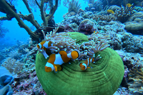 Pemuteran Bali: Menjangan Island Snorkeling Trip with Lunch