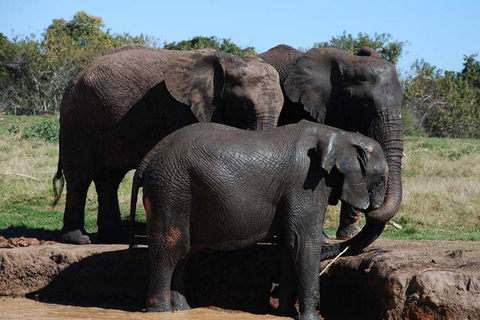 Visite du sanctuaire des éléphants et des singes et du parc des lions