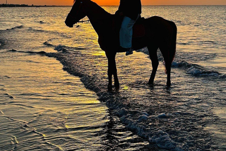 Muscat: Sunset Horse Riding on the Beach + Private Transfer