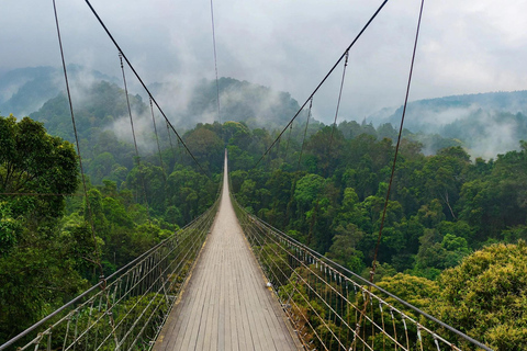 From Jakarta: Private Tour Mount Pangrango Suspension Bridge Regular Tour Include Ticket 5 Person Max
