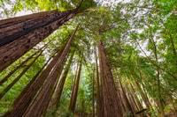 Big Sur, visite touristique avec 4 à 5 arrêts - Housity