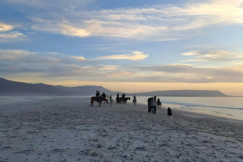 Hobart: Scenic Coastal Horseback Riding Adventure 2-hour Hobart: Scenic Coastal Horseback Riding Adventure
