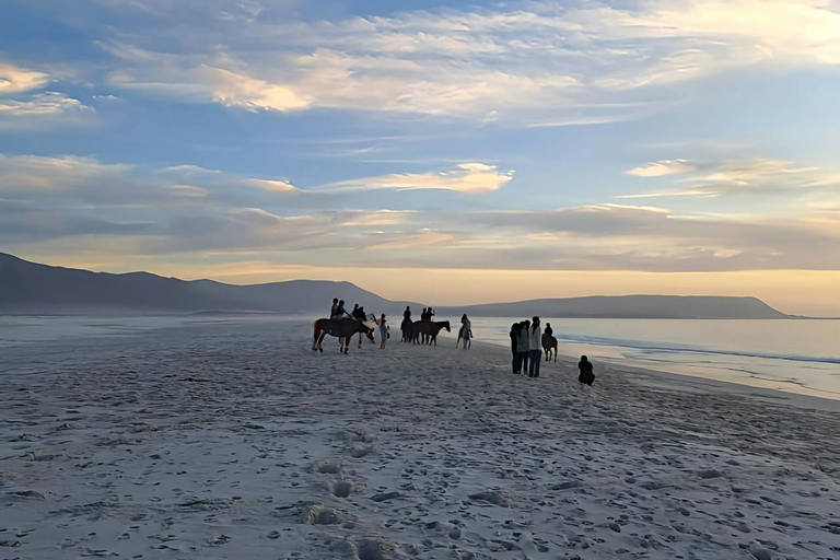 Hobart: Scenic Coastal Horseback Riding Adventure 2-hour Hobart: Scenic Coastal Horseback Riding Adventure