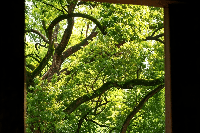 Hangzhou Half-Day: Pagoda, Bamboo Grove, and Old Street Tour
