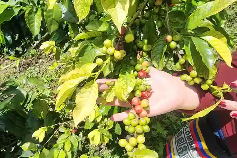 Tour Ruta Magia Cafetera SANTA ROSA DE CABAL