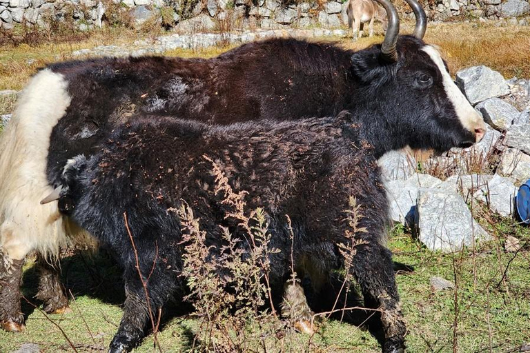 Langtang Valley Trek: Ein 6-tägiges All-Inclusive-Abenteuer