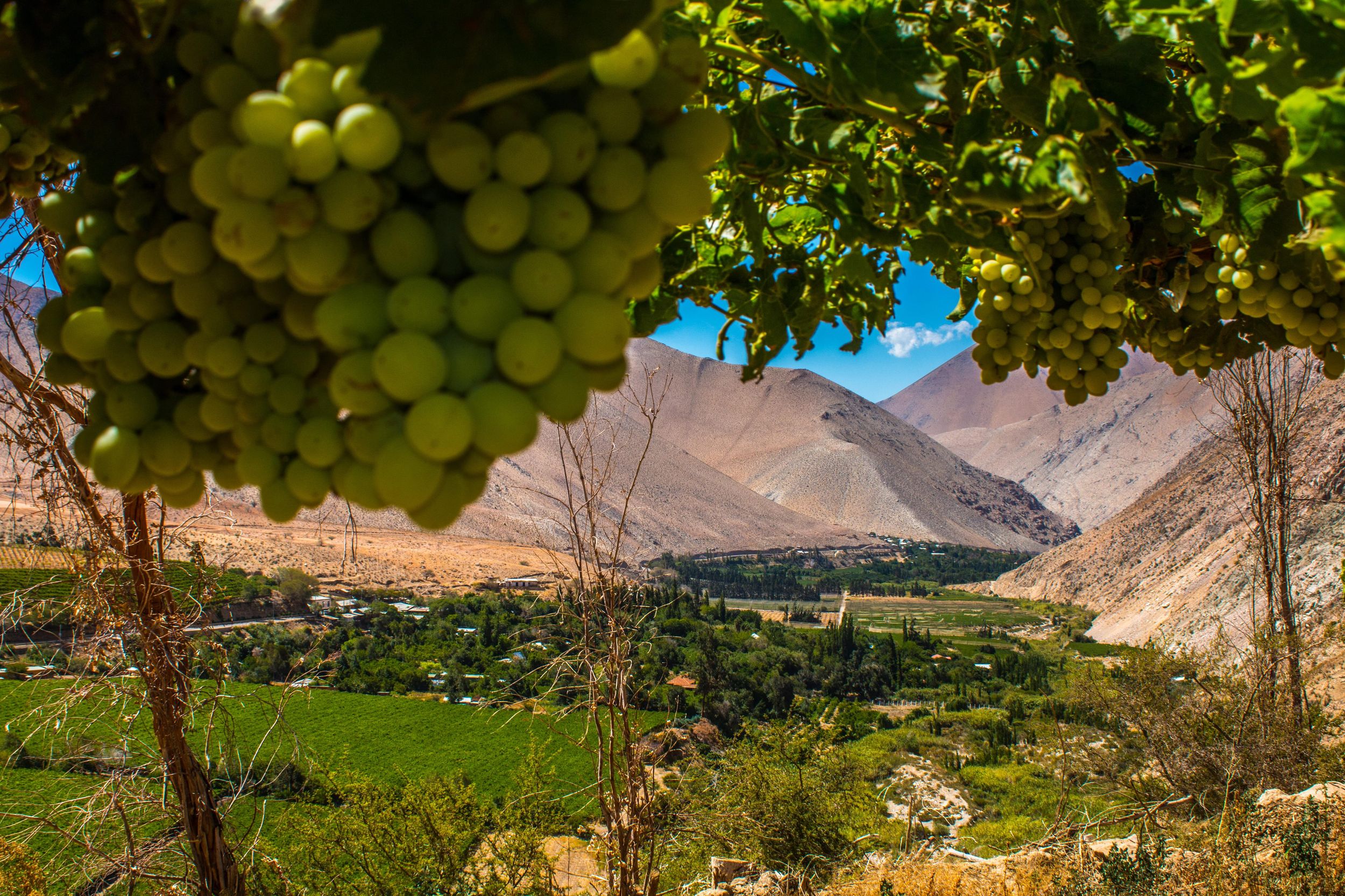 La Serena: Tour durch das Elqui-Tal, Pisco, Weine und Gabriela Mistral