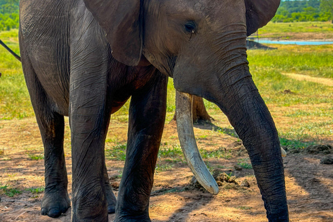 Victoria Falls: Elecrew através dos olhos de um elefante