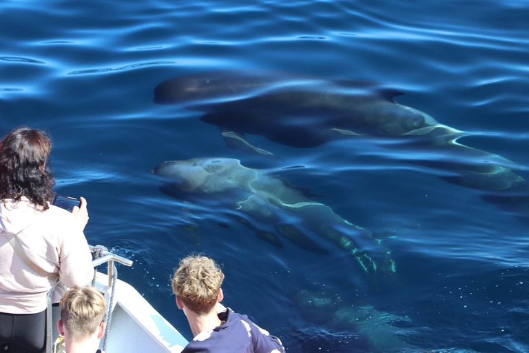 Andenes: Responsible Whale Watching with Classic Catamaran