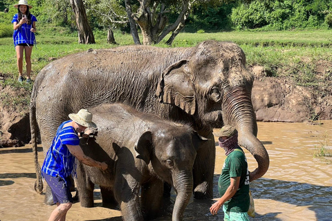 Chiang Mai : Nouvelle maison des éléphants Programme de soins aux éléphantsAvec transfert depuis la ville de Chiang Mai