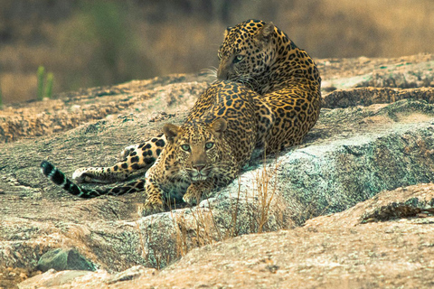 Jodhpur: Day Trip to Jawai Leopard Safari and RanakpurTour for 4-6 Travellers