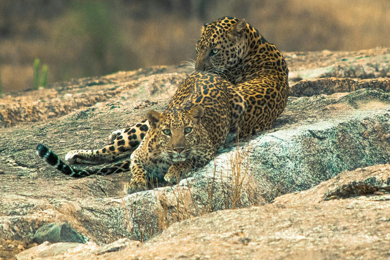 Jodhpur: Day Trip to Jawai Leopard Safari and Ranakpur Tour for 4-6 Travellers