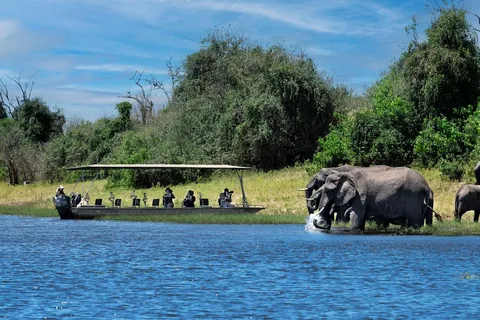 Escursione di un'intera giornata nel Chobe da Livingstone in Zambia