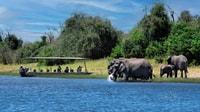 Livingstone, Chobe National Park Safari with Lunch - Housity