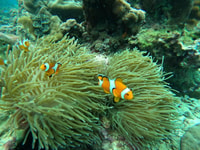 Van Ficket, u, Maya en Khai Islands Speed ​​Boat Tour - Housity