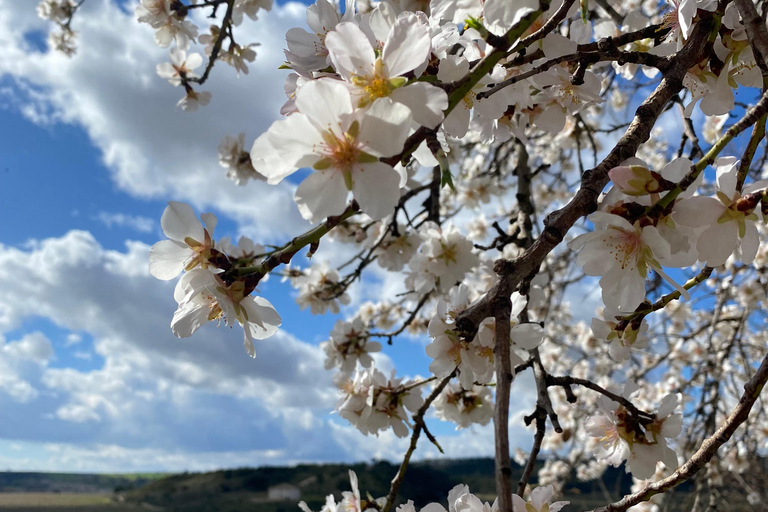 From Madrid: Cooking Class by a Castle in the Olive Groves