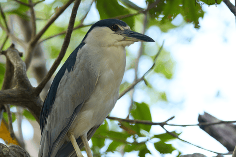 La Romana : Observation des oiseaux depuis la Casa de Campo