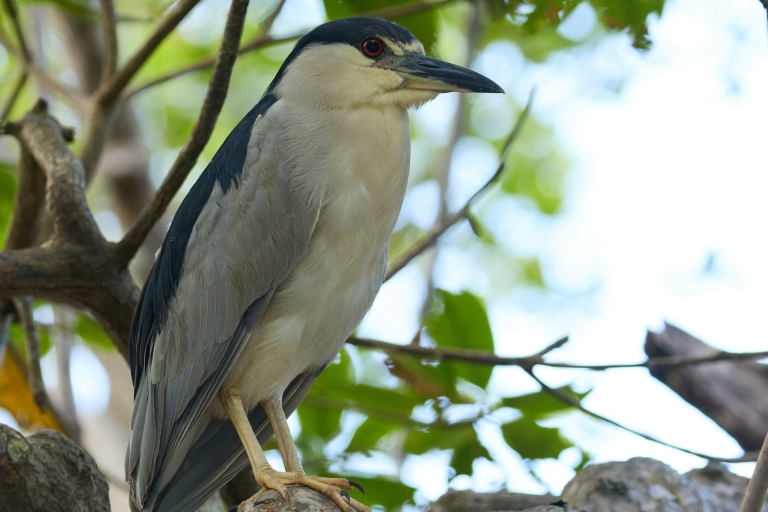 La Romana: Obserwacja ptaków z Casa de Campo