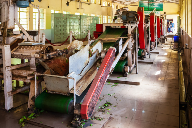 Negombo to Kandy: Pinnawala/ Tea Factory (private Tour)