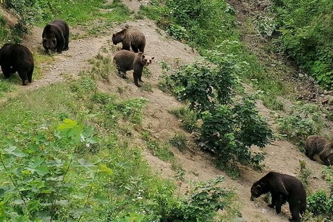 Bear watching experience in the wild