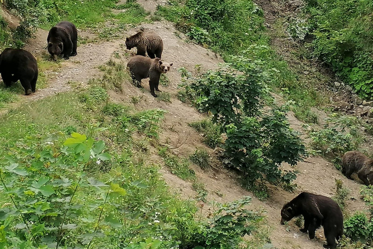 Bear watching experience in the wild