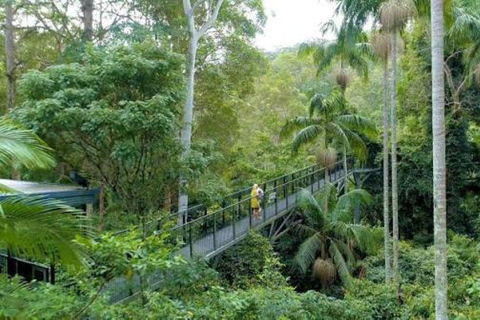Brisbane: Hop On Hop Off Mt Tamborine + Rainforest Skywalk Hop On Hop Off with Skywalk Rainforest Walk :from Brisbane