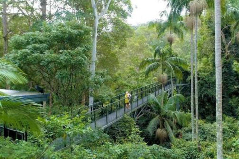 Brisbane: Hop On Hop Off Mt Tamborine + Rainforest Skywalk Hop On Hop Off with Skywalk Rainforest Walk :from Brisbane